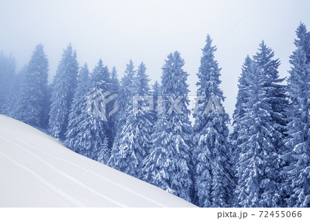 Frozen snow-covered fir forest in fog and snowy slope at gray winter day after snowfall 72455066