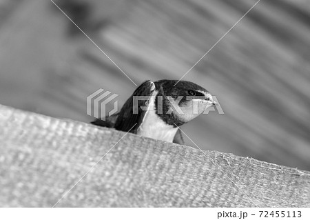 Swallow nestling sits under roof Swallow nestling sits under roof 72455113