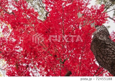 御殿山トラストシティの庭園　東京都品川区 72455188