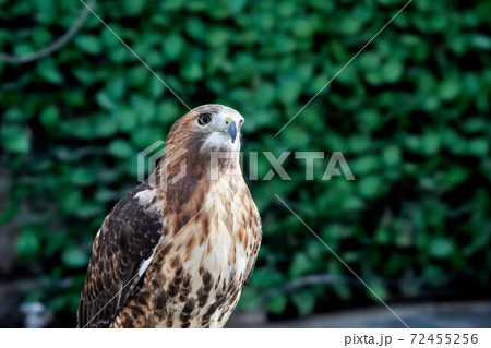 レッドテールホーク レッドテールホーク 72455256