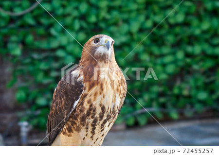 レッドテールホーク 72455257