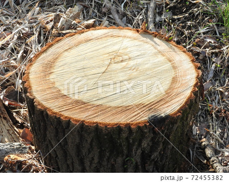 切り株 72455382