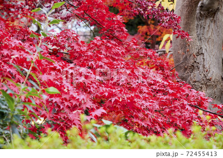 御殿山トラストシティの庭園　東京都品川区 72455413