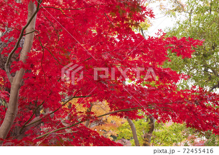 御殿山トラストシティの庭園　東京都品川区 72455416