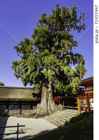 春日大社　大杉　奈良県奈良市 72455947