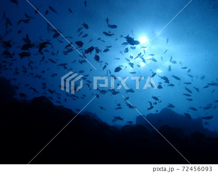 魚群（堂ヶ島） 72456093