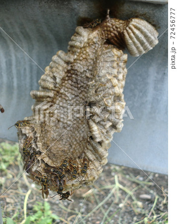 コアシナガバチの巣 72456777