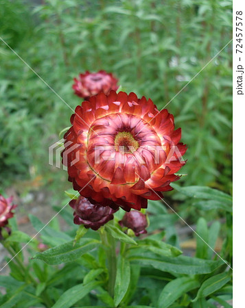 ムギワラギクの花の写真素材