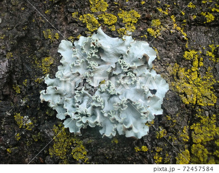 桜の樹皮に梅の木苔 桜の樹皮に梅の木苔 72457584