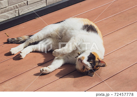 動物 動物学 台湾 72457778