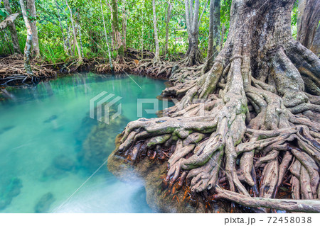Jungle river in Thapom mangrove forest. Jungle river in Thapom mangrove forest. 72458038