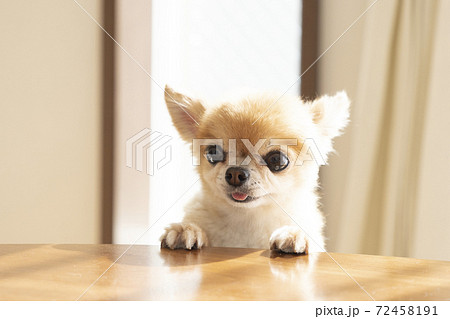 テーブルに前足をかけるチワワ テーブルに前足をかけるチワワ 72458191