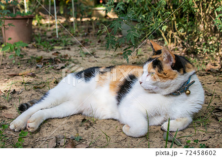 動物 動物学 台湾 72458602