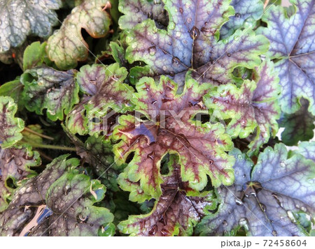 ヒューケレラ タペストリー ヒューケレラ タペストリー 72458604