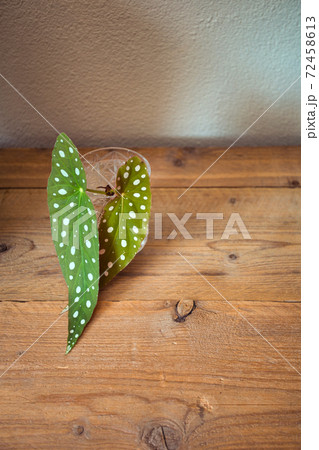 Begonia Maculata 'Wightii - Polka Dot Begonia Background, polka dot plant on wooden shelf house plant concept background Begonia Maculata 'Wightii - Polka Dot Begonia Background, polka dot plant on wooden shelf house plant concept background 72458613