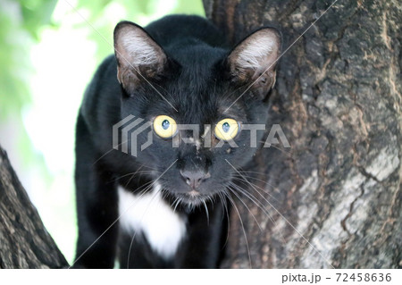 Black and white color cat Black is mostly White points are small with green eyes on the tree. Black and white color cat Black is mostly White points are small with green eyes on the tree. 72458636