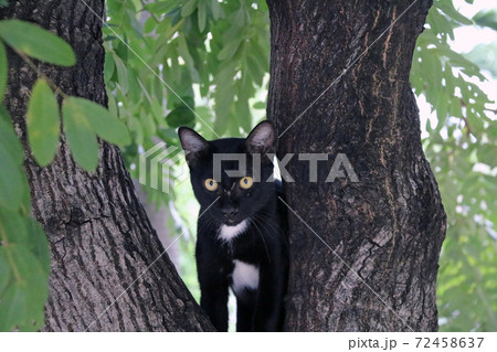Black and white color cat Black is mostly White points are small with green eyes on the tree. Black and white color cat Black is mostly White points are small with green eyes on the tree. 72458637