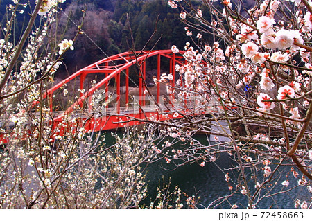 月ヶ瀬梅林 奈良県奈良市 月ヶ瀬橋近くに咲く梅の花の写真素材