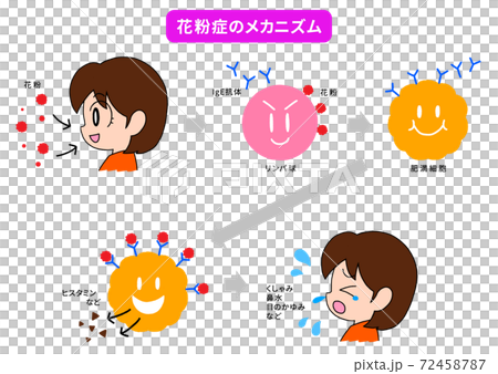 Summary of hay fever and allergy mechanisms: sneezing, runny nose, itchy eyes 72458787