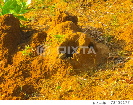 Giant red soil termitary termites nest 72459177