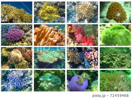 Tropical sea underwater with coral reefs and fish 72459468