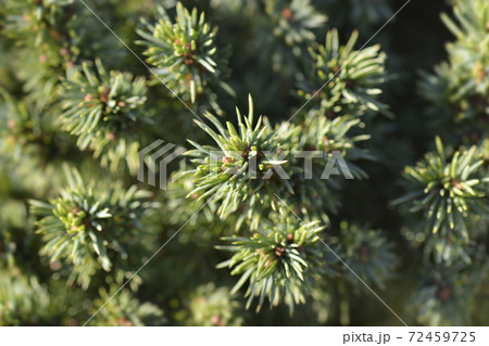 White spruce Alberta Globe White spruce Alberta Globe 72459725