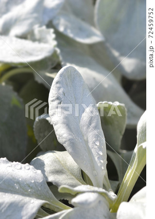 Shining-white ragwort Angel Wings 72459752