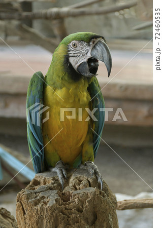Macaw parrot. Macaw parrot. 72460535