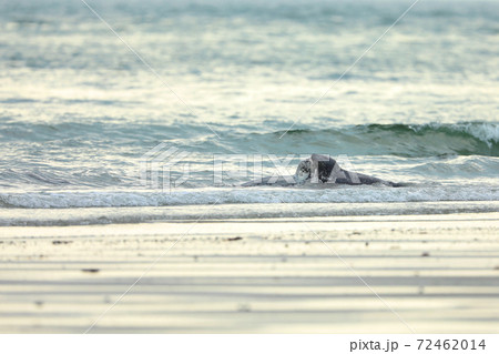 Grey Seal, Halichoerus grypus, two animalst in the blue water, wave in the background, animal in the water. Germany, Helgoland 72462014
