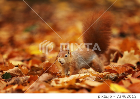 Red squirrel (Sciurus vulgaris) on the ground in autumn forest 72462015