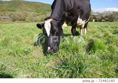 夏の放牧地で草をはむ牛 夏の放牧地で草をはむ牛 72462185