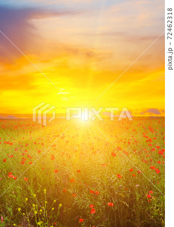 Summer scarlet poppy flowers field and Beautiful sunset. Summer scarlet poppy flowers field and Beautiful sunset. 72462318