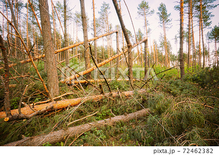 Windfall In Forest. Storm Damage. Windfall In Forest. Storm Damage. 72462382