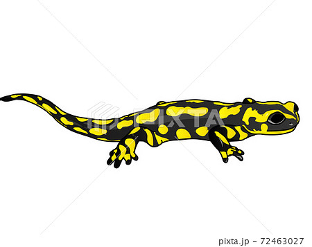 Salamander Amphibian Batracian Salamander Amphibian Batracian 72463027