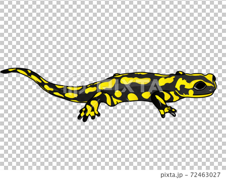 Salamander Amphibian Batracian Salamander Amphibian Batracian 72463027