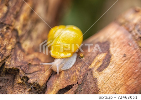 Snail on tree branch closeup photo Snail on tree branch closeup photo 72463051
