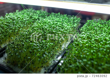 hydroponic farm with green mustard and growing vegetables hydroponic farm with green mustard and growing vegetables 72463092