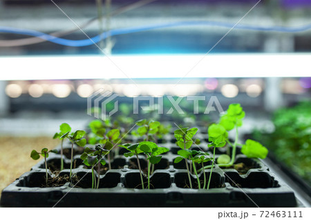 hydroponic farm with basil and green growing vegetables hydroponic farm with basil and green growing vegetables 72463111