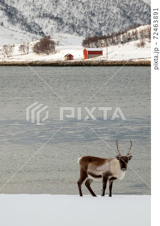 Rendeer in Norway Rendeer in Norway 72463891