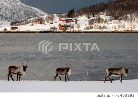Rendeer in Norway 72463892