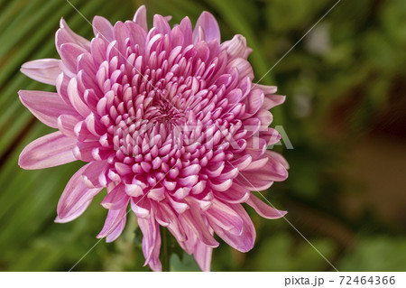 Bright pink purple flower close up on a natural green background Bright pink purple flower close up on a natural green background 72464366