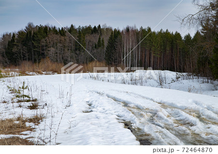 Shot of melted white snow in the forest in a sunny early spring day 72464870