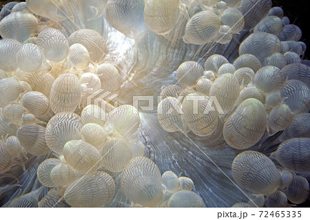 サンゴのポリプ ミズタマダンゴ グラフィック素材の写真素材