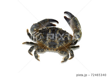 オウギガニ 白バック オウギガニ 白バック 72465340