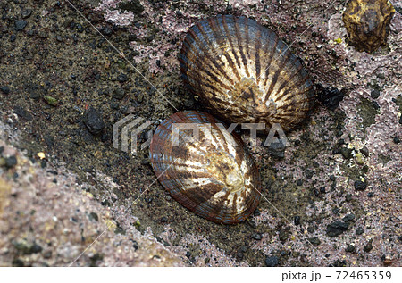 マツバガイ マツバガイ 72465359