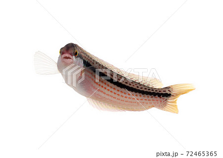 キュウセン　ターン　白バック 72465365