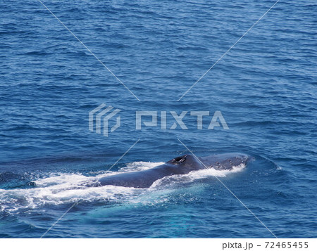 オーストラリアの野生クジラ 72465455