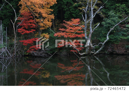 水面に映る紅葉 72465472