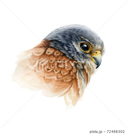 Falcon Bird Portrait Watercolor Illustration のイラスト素材