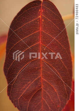 カナダザイフリボクの紅葉 秋 カナダザイフリボクの紅葉 秋 72466483